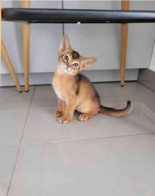 Habešská koťátka hledají krásný domov - foto 5