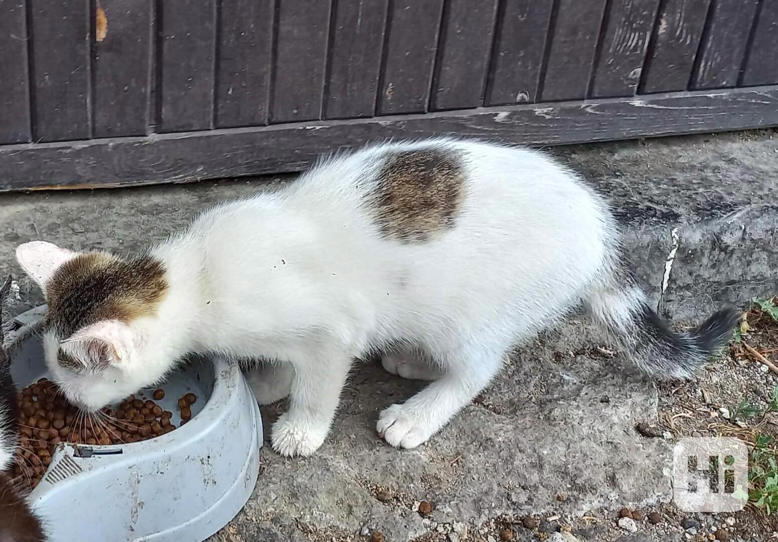 Kočička  - foto 1