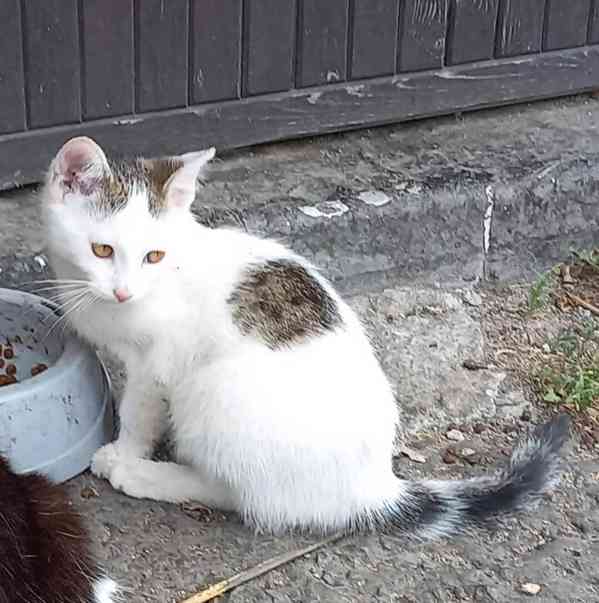 Kočička  - foto 2