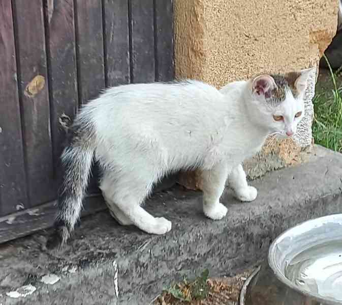 Kočička  - foto 7