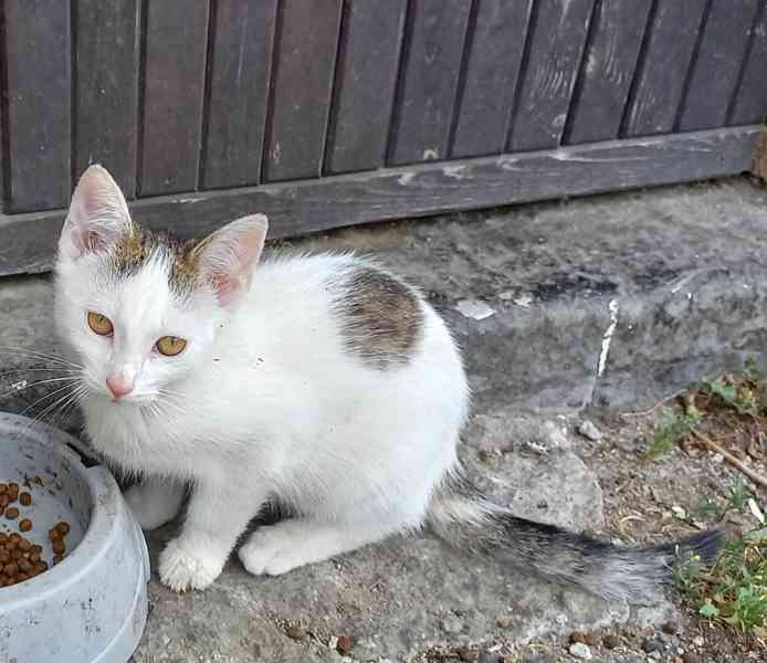 Kočička  - foto 3