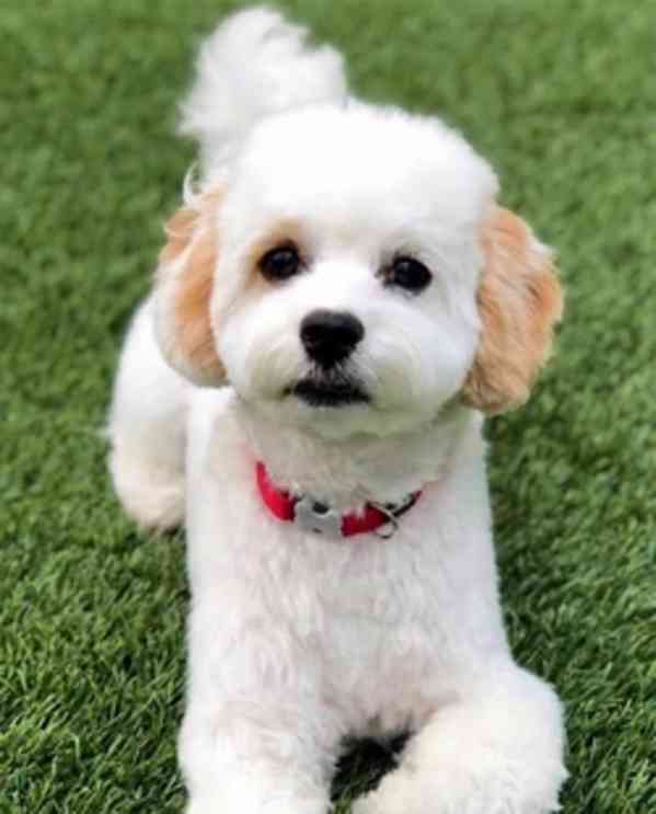 RARE PHANTOM CAVAPOO HEALTH TESTED PARENTS - foto 1