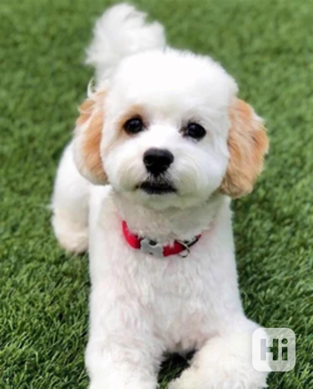 Phantom Abstract Cavapoo RARE PHANTOM CAVAPOO HEALTH TESTED PARENTS - bazar - Hyperinzerce.cz