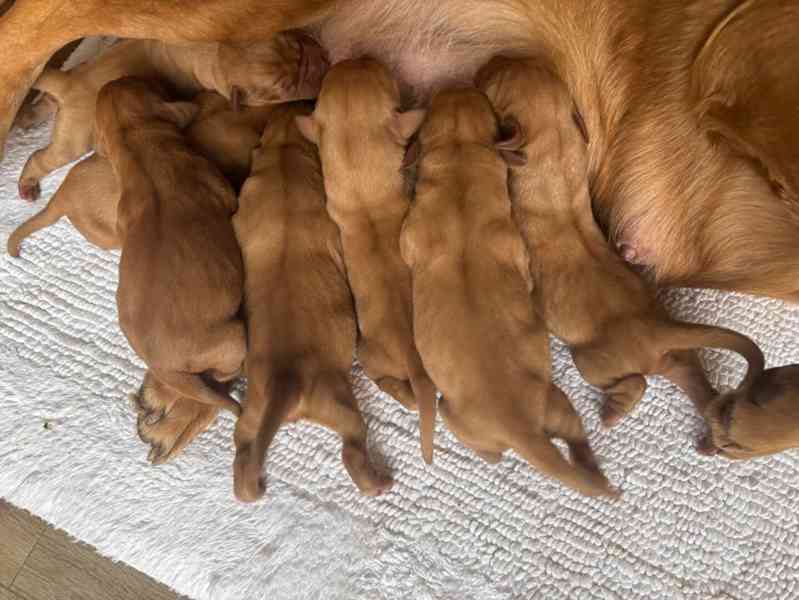 Labrador Retriever  - foto 6