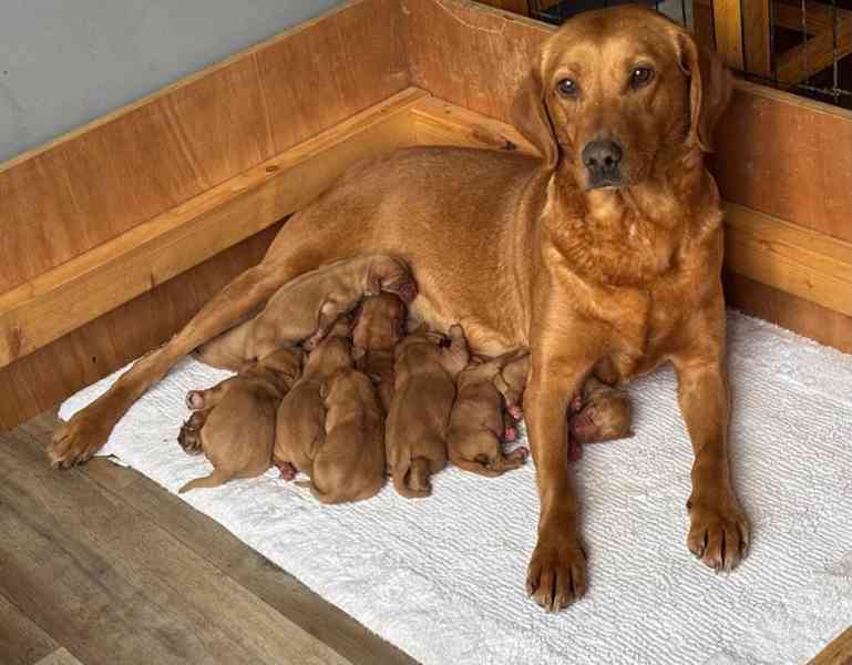 Labrador Retriever  - foto 4