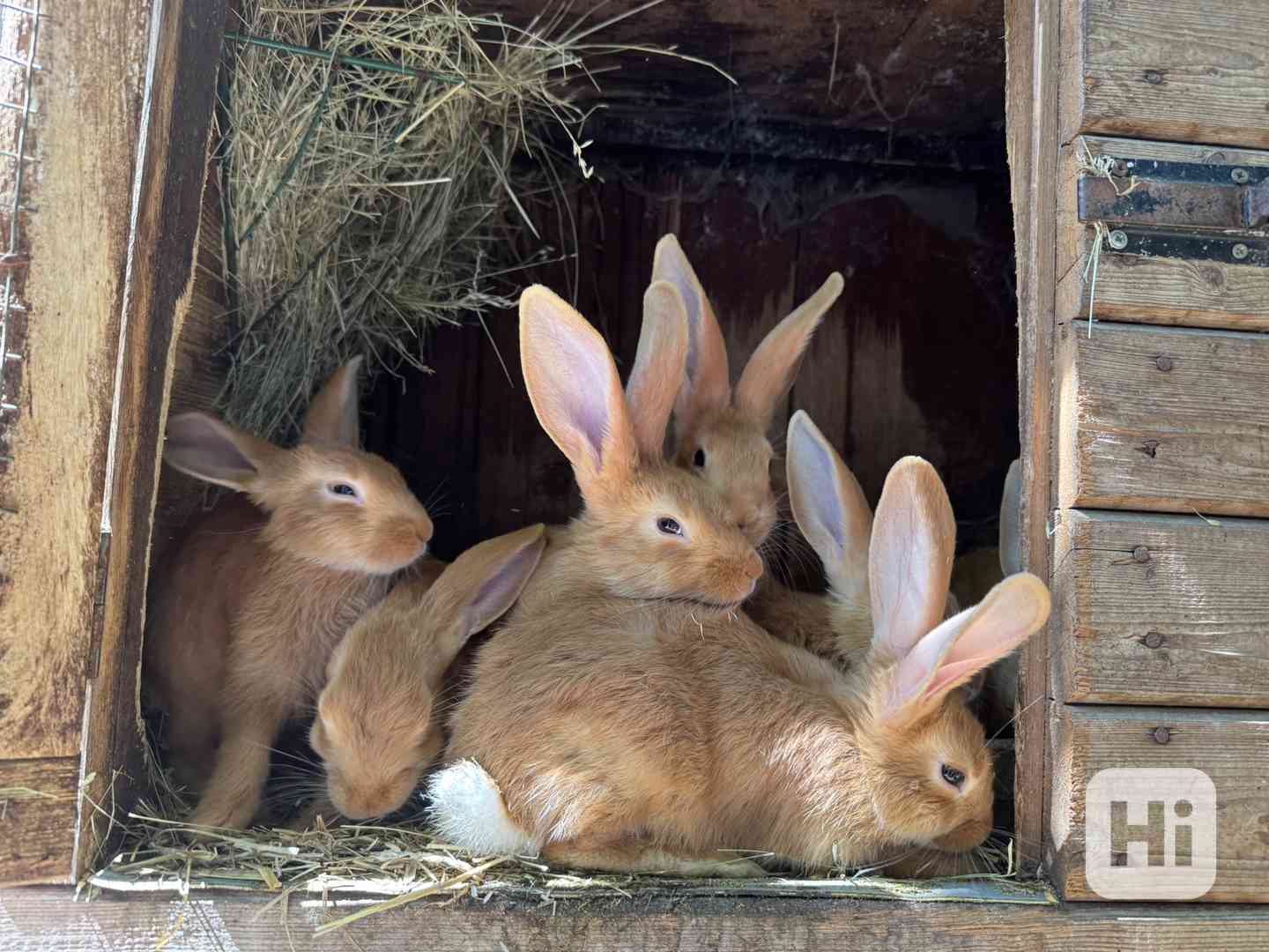 Burgundský králík - samci i samice - foto 1