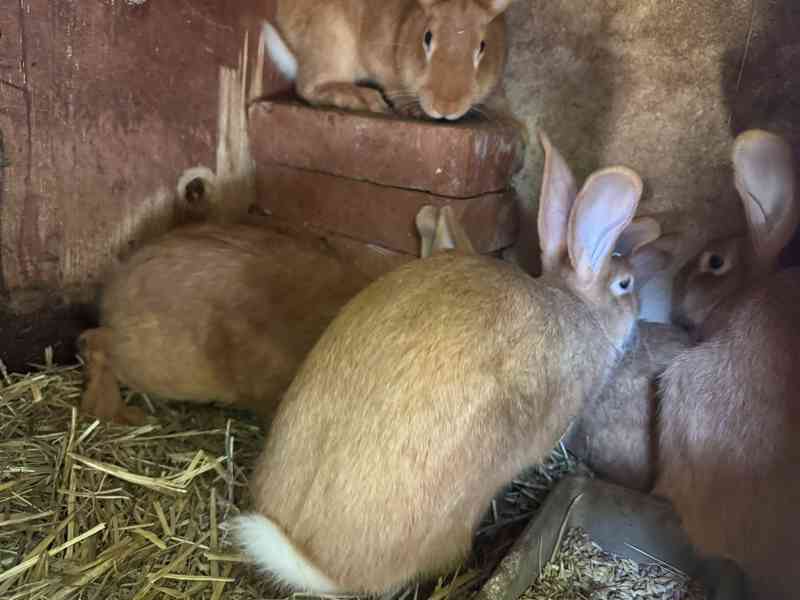 Burgundský králík - samci i samice - foto 8
