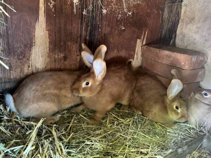 Burgundský králík - samci i samice - foto 9