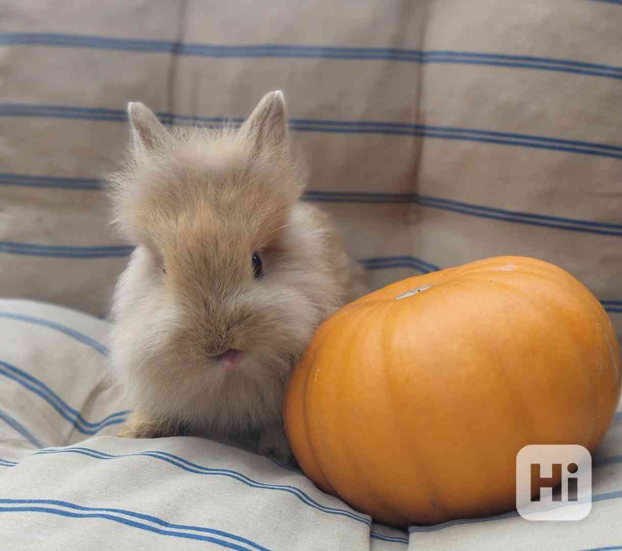 Zakrslí králík Teddy  - foto 1