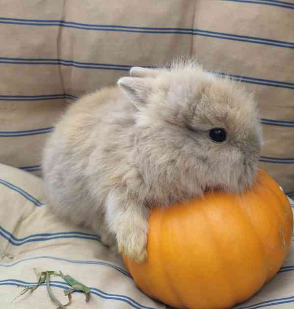 Zakrslí králík Teddy  - foto 4