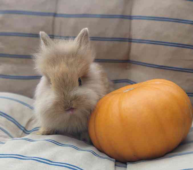 Zakrslí králík Teddy  - foto 1