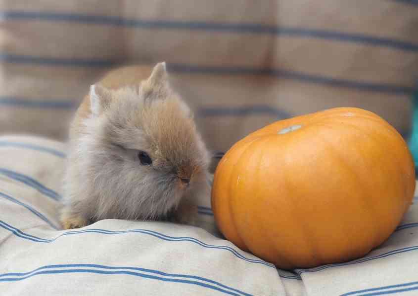 Zakrslí králík Teddy  - foto 2