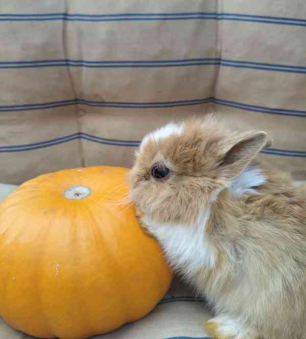 Zakrslí králík Teddy  - foto 3