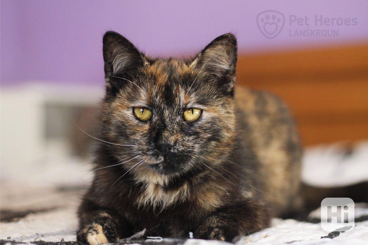 Fiona ❤ kočičí princeznička ❤ - foto 1