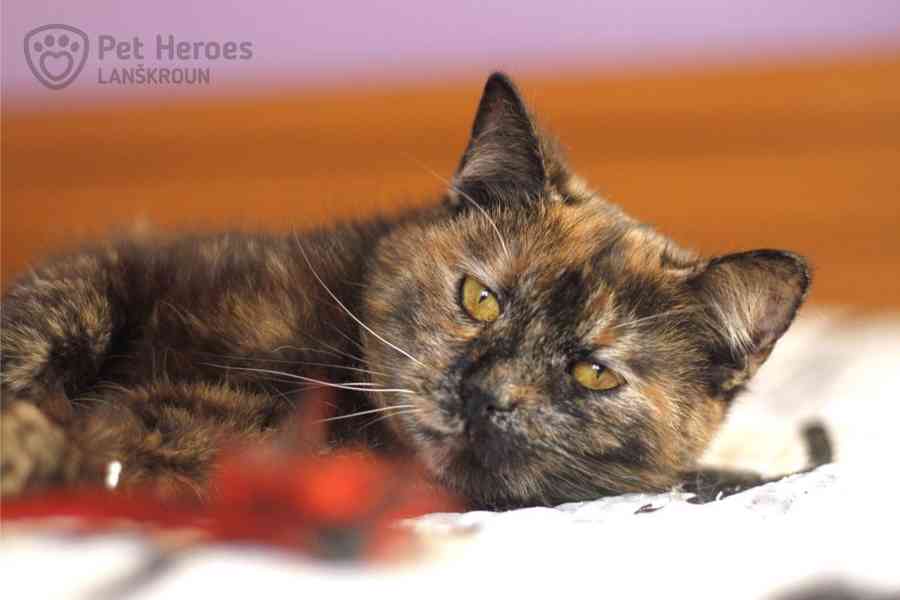 Fiona ❤ kočičí princeznička ❤ - foto 3