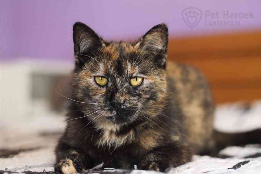 Fiona ❤ kočičí princeznička ❤ - foto 1