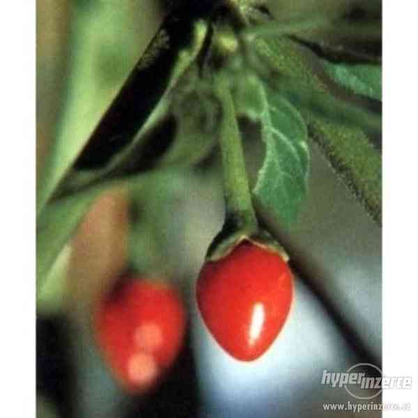 Chilli Chiltepin - semena - foto 1