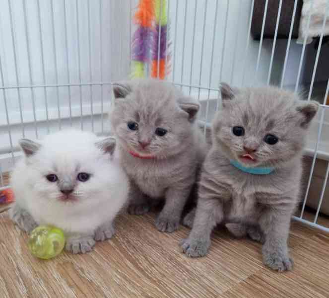 Britská krátkosrstá koťata k adopci - foto 1