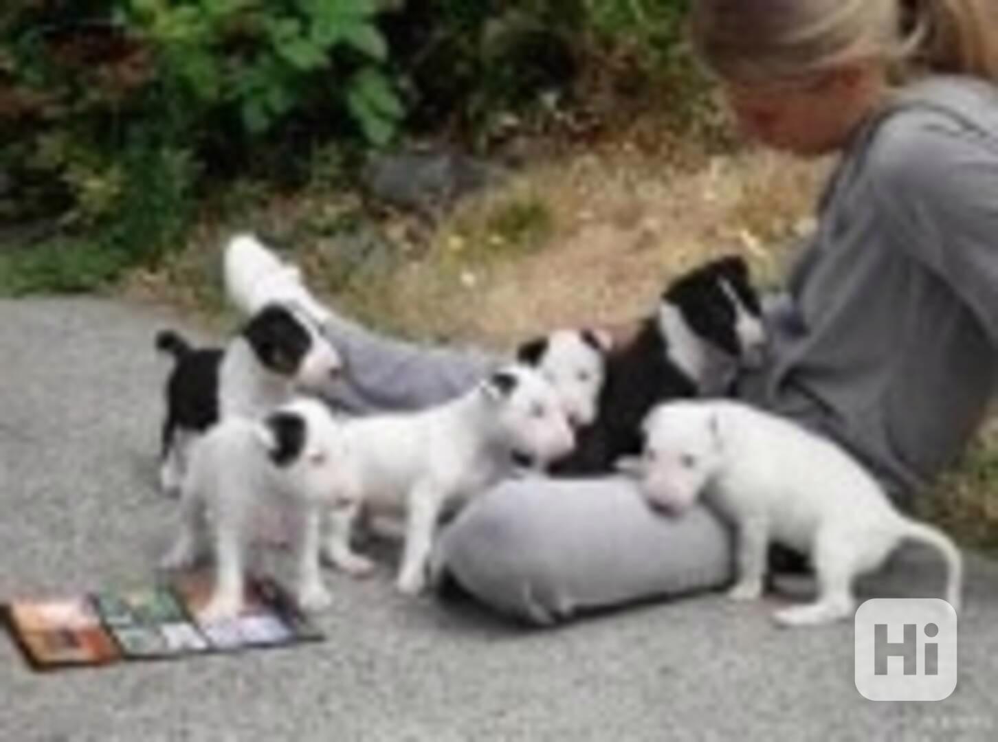 Štěňata mini bulteriéra (m/ž) - foto 1
