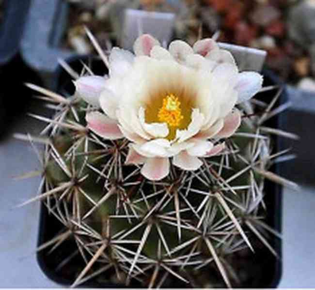 semena kaktus Coryphantha guerkeana Valparaíso, Zacatecas - foto 1