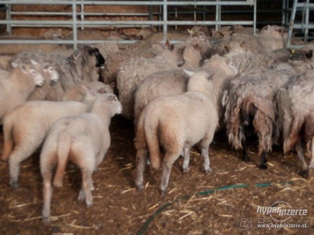 Jehňata charolais - foto 1