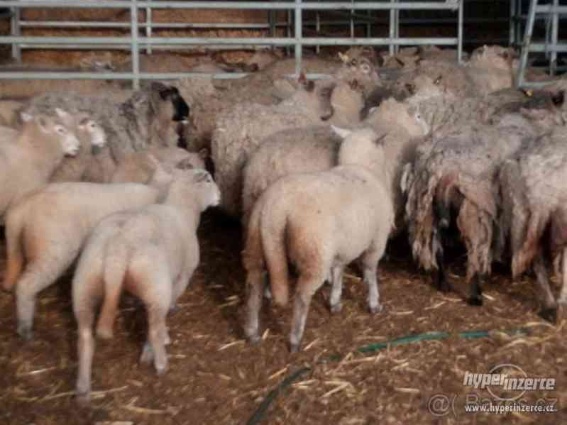 Jehňata charolais - foto 1