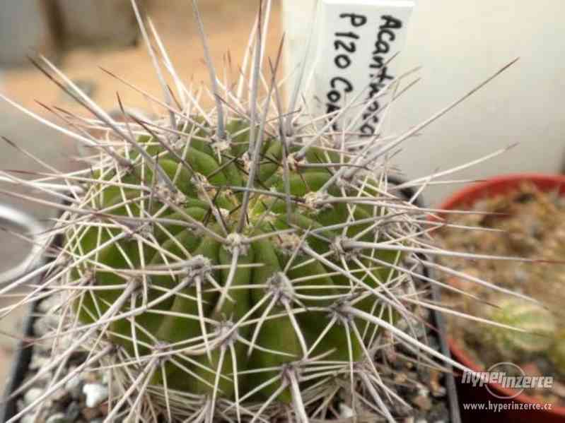 Kaktus Acanthocalycium klimpelianum P 120-semena