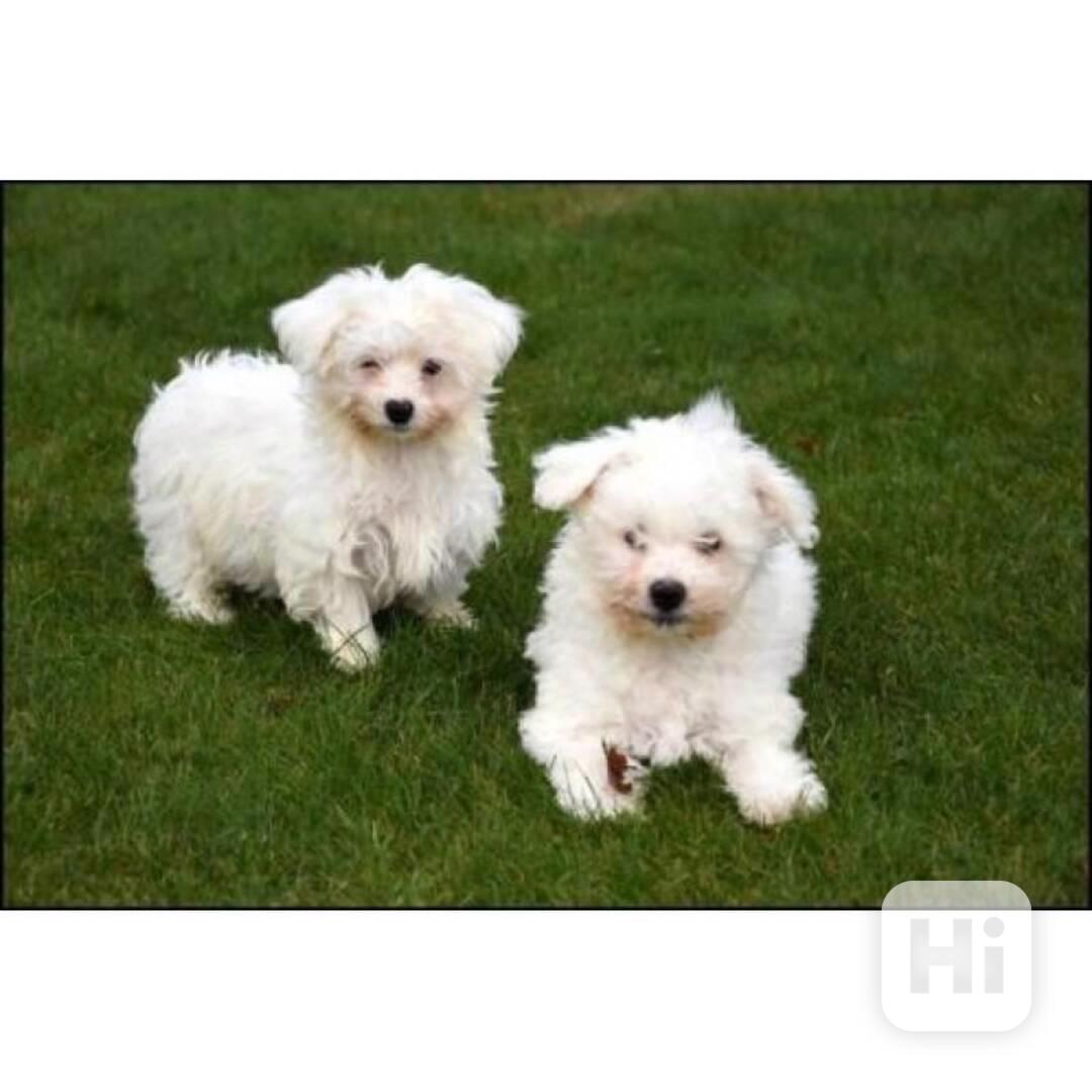 štěňata bišonka - foto 1