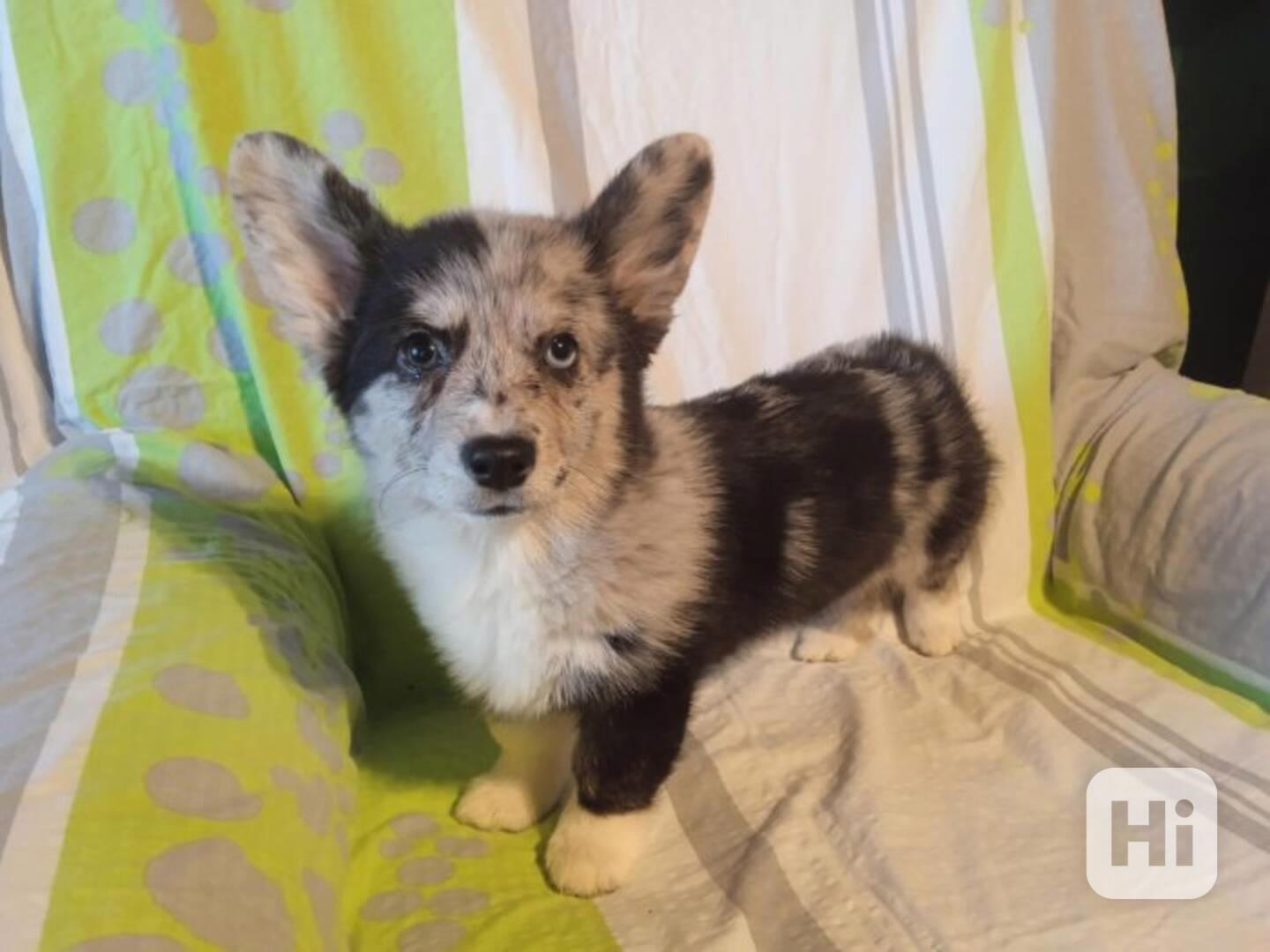 Štěňata velšského corgi k dispozici - foto 1
