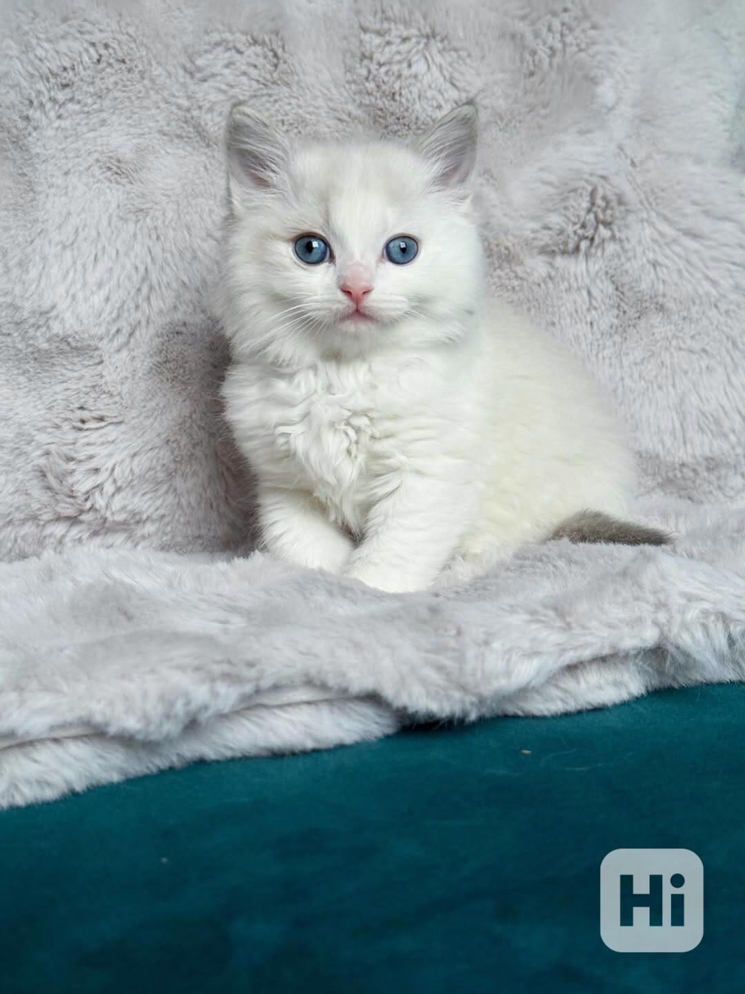 Nádherná koťátka plemene Ragdoll hledají trvalé rodiny - foto 1