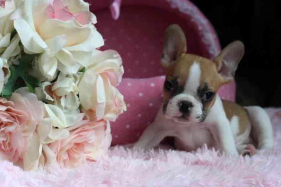 Štěňátka francouzský buldoček bez PP - foto 3