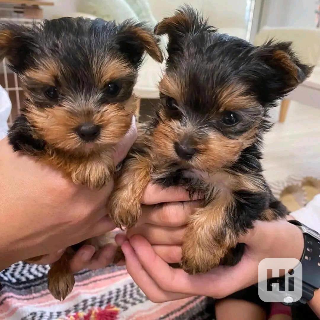 Jorkšírský teriér -  - foto 1