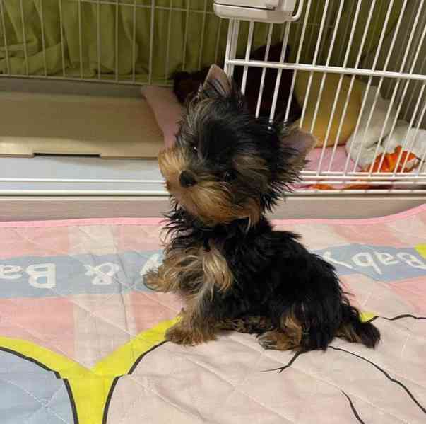 Jorkšírský teriér -  - foto 3