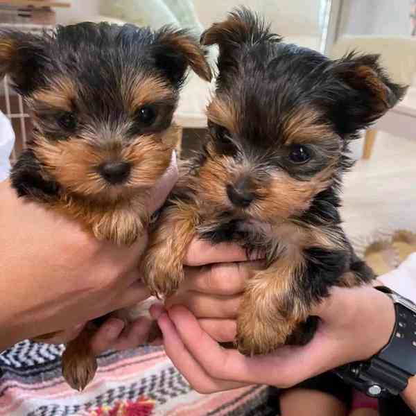 Jorkšírský teriér -  - foto 1