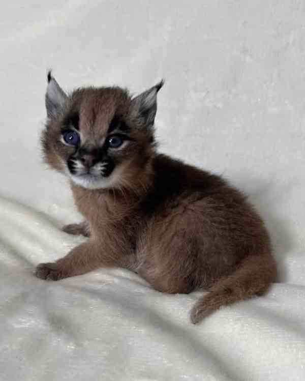 K dispozici mladí karakali, narození v zajetí - foto 5