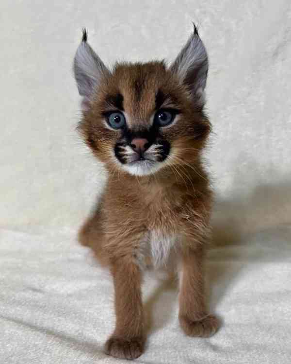 K dispozici mladí karakali, narození v zajetí - foto 3