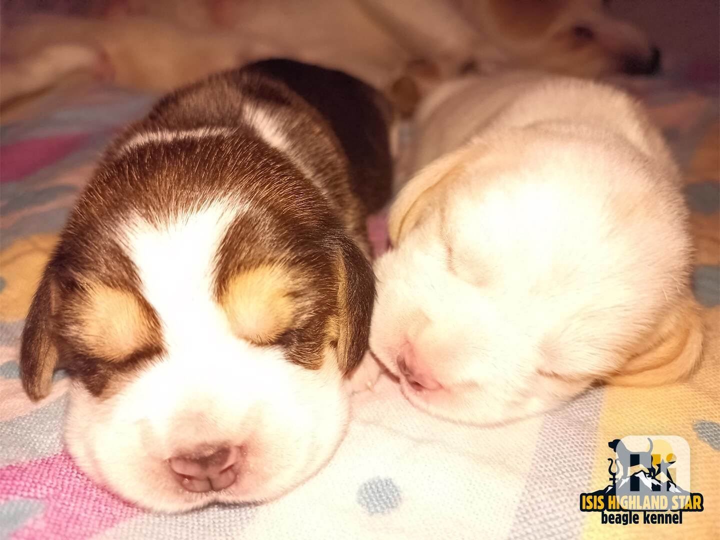 Beagle štěňata 2 holčičky s PP - foto 1