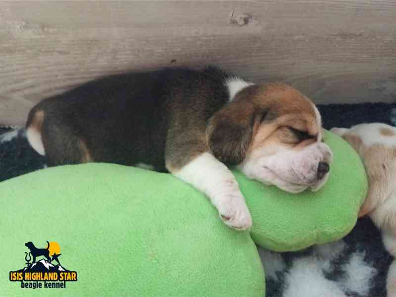 Beagle štěňata 2 holčičky s PP - foto 2