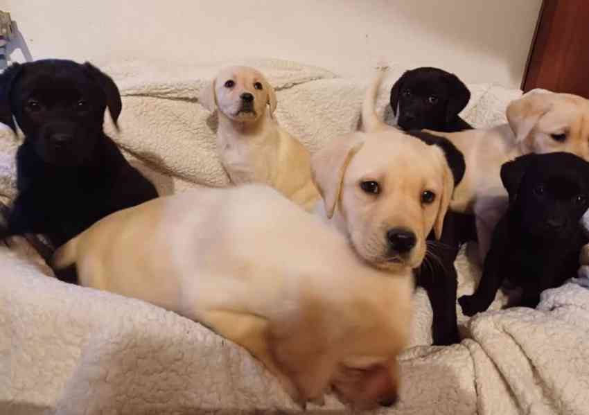 ? Rozkošná štěňata labradora hledají milující domov! ? - foto 1