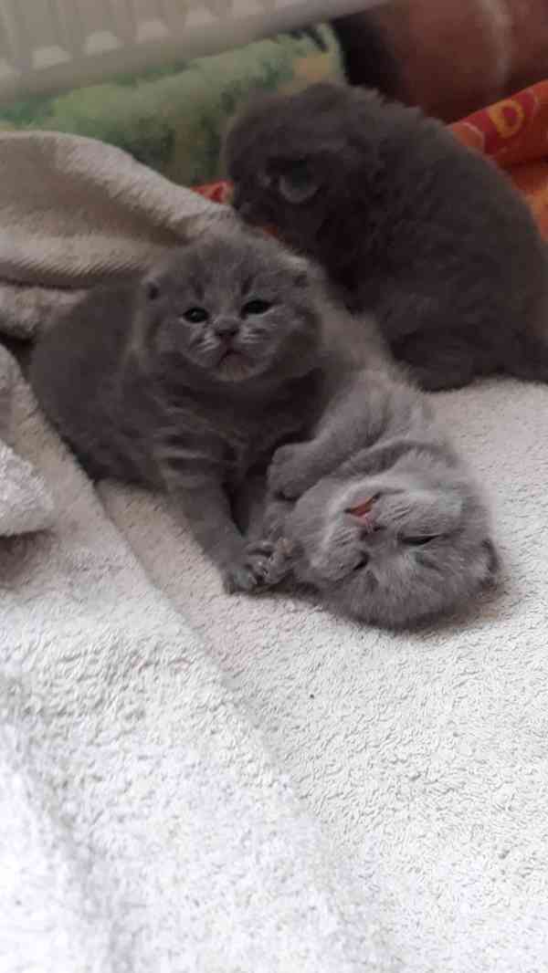 Britský kocourek ke krytí - foto 12