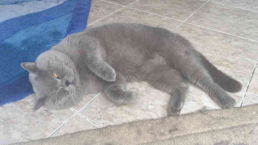 Britský kocourek ke krytí - foto 4