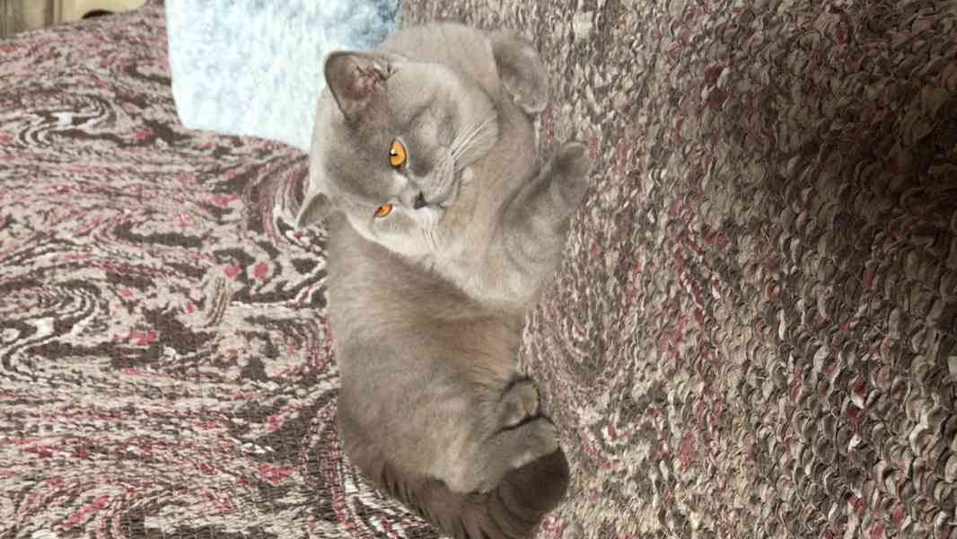 Britský kocourek ke krytí