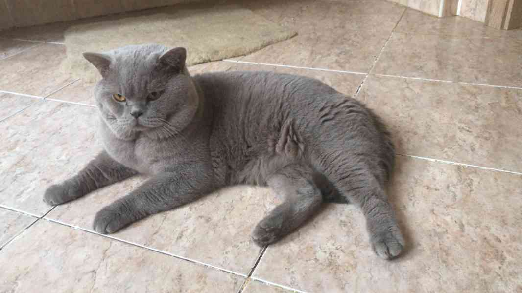 Britský kocourek ke krytí - foto 3