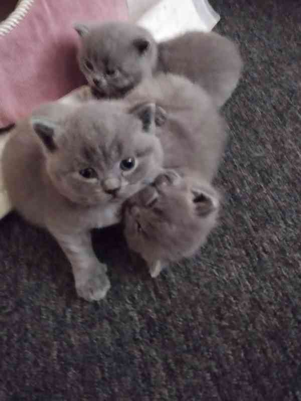 Britský kocourek ke krytí - foto 11