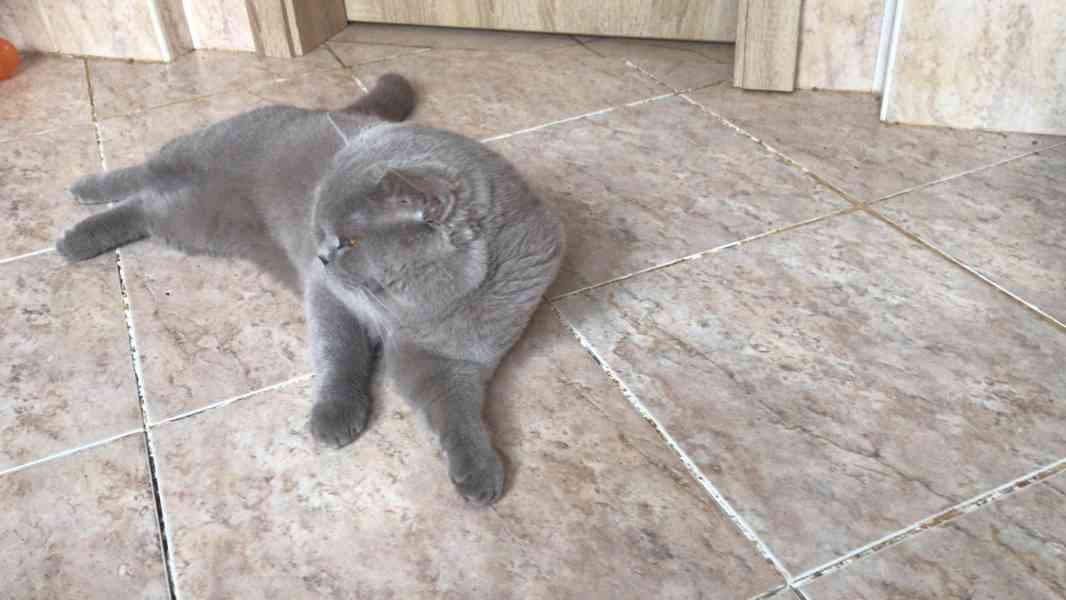 Britský kocourek ke krytí - foto 5