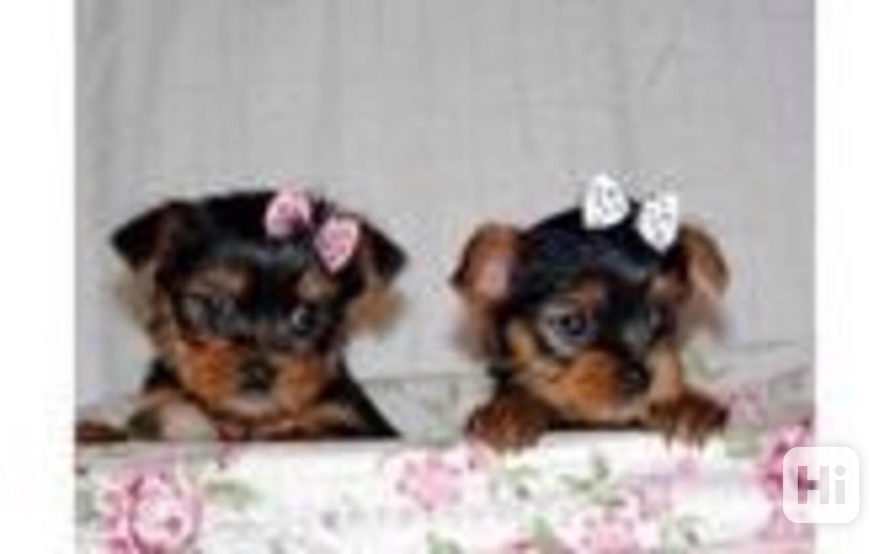Štěňata jorkšírského teriéra k adopci - foto 1