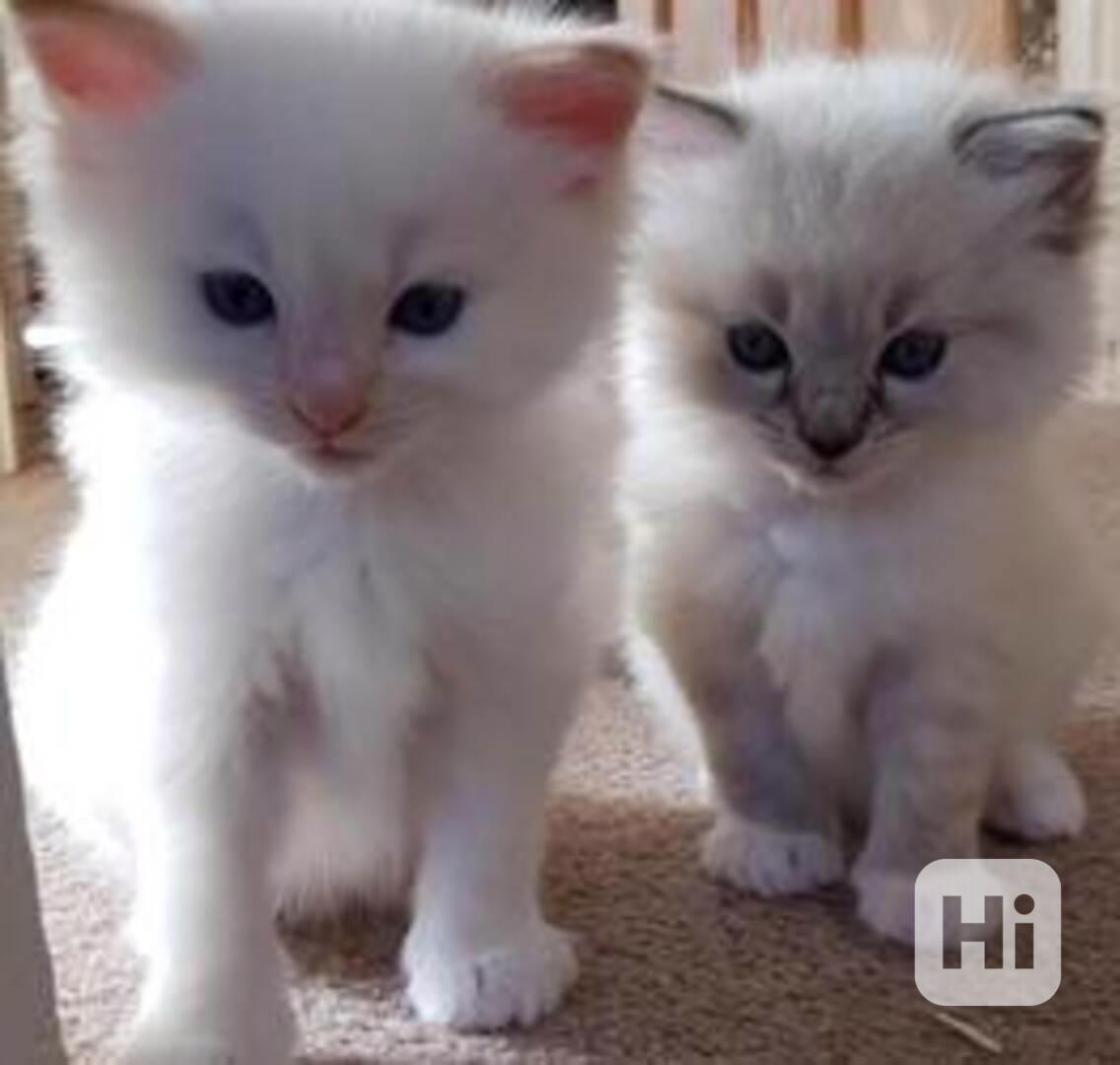 Koťata plemene Ragdoll - samci a samice - foto 1