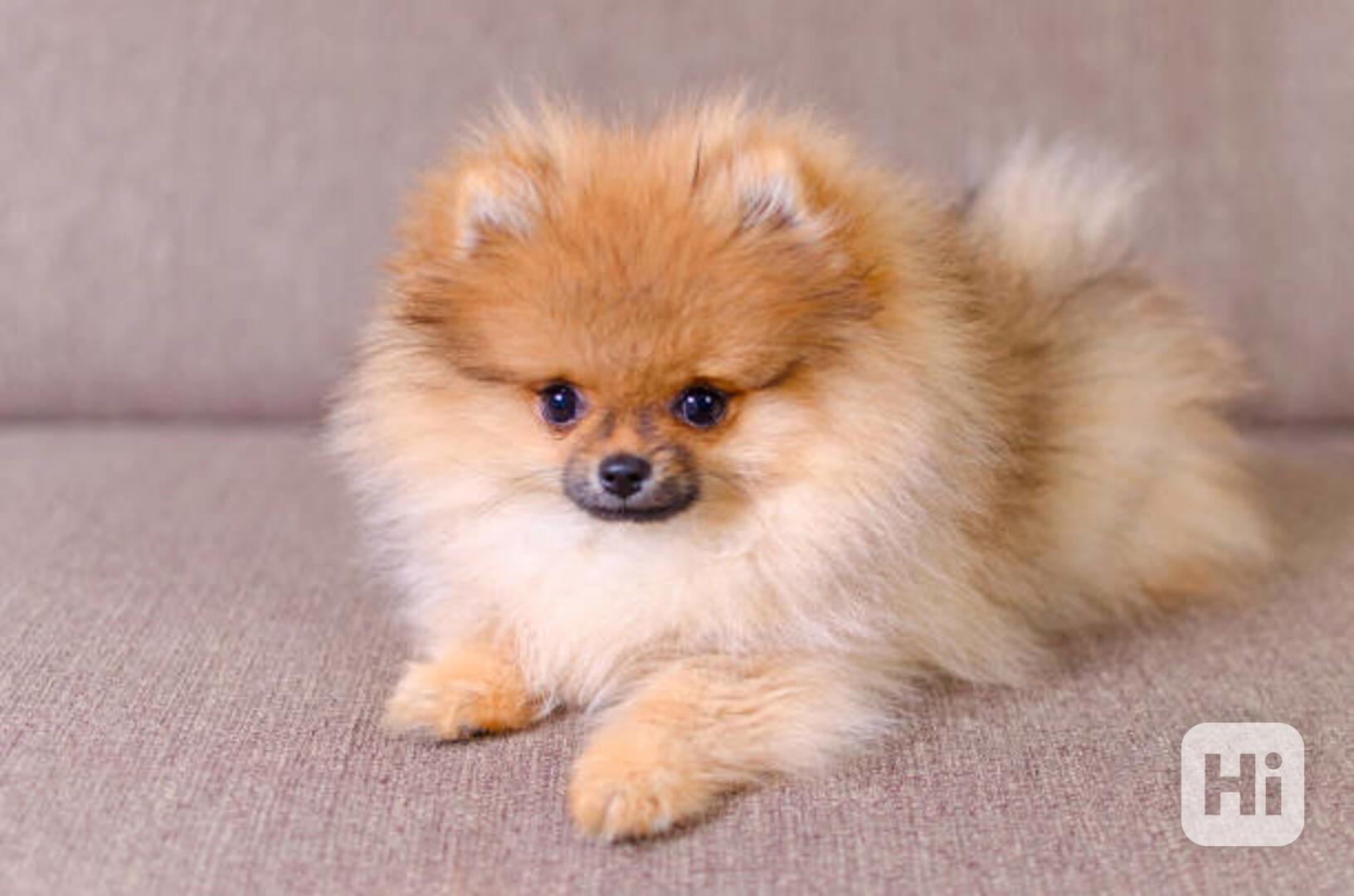 Prodám štěňátka německý špic trpasličí (pomeranian) - foto 1