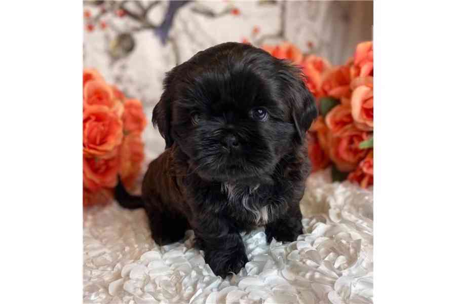 Prodam štěňata shih tzu,Shi tzu - foto 6