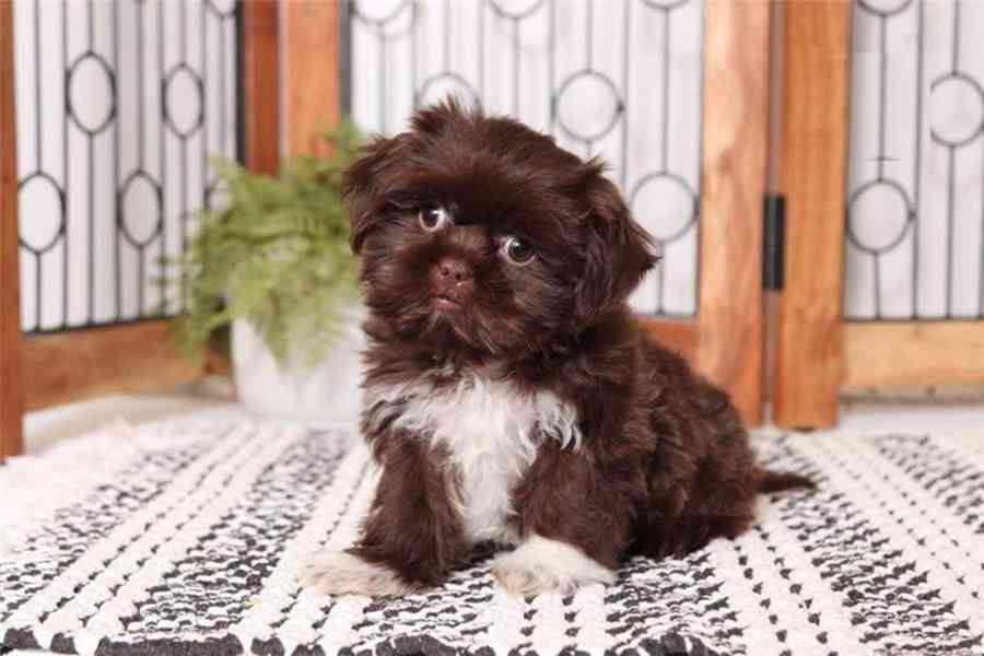 Prodam štěňata shih tzu,Shi tzu - foto 5